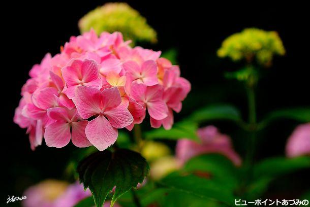 幸泉園前の紫陽花