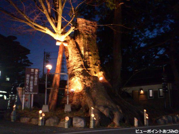 大門の大ケヤキ