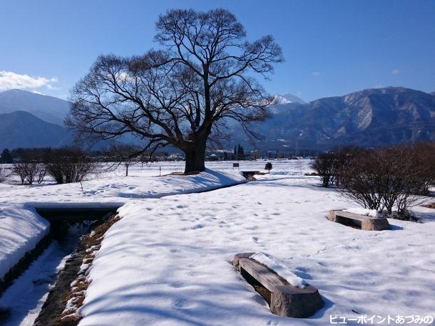 柳の巨木と常念岳