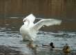 白鳥の湖