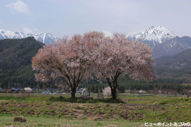桜満開の常念道祖神