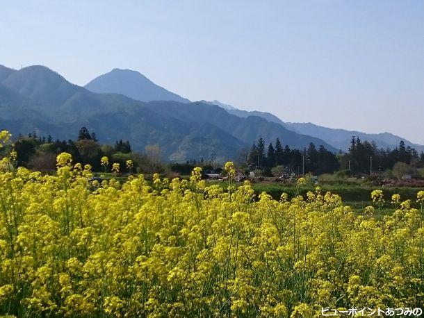 菜の花と信濃富士