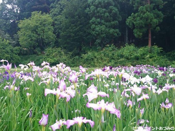 相道寺の花菖蒲