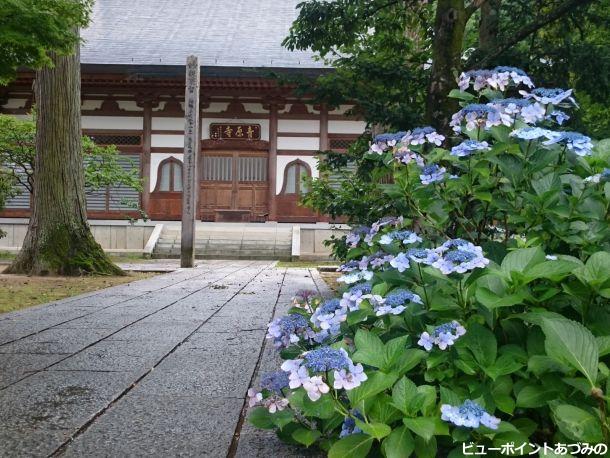 青原寺の紫陽花