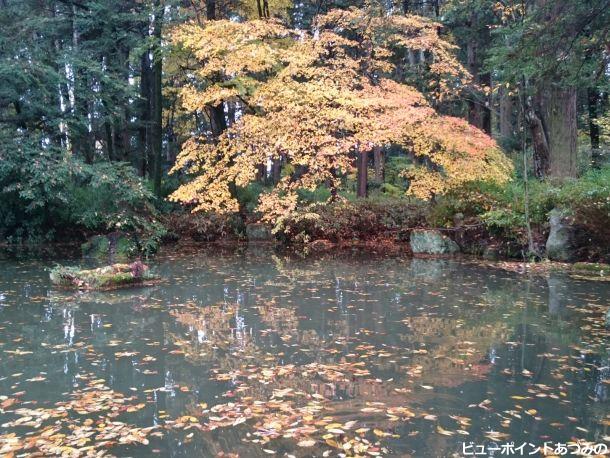 落葉ただよう神池