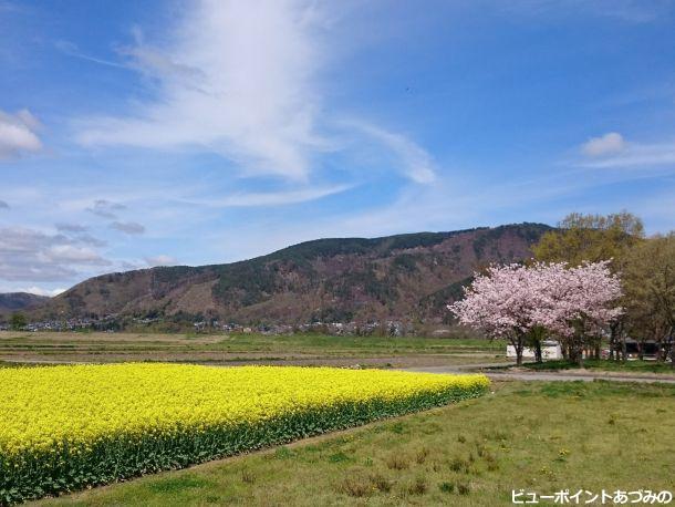 菜の花と桜