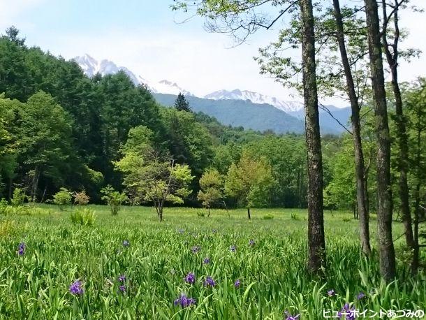 湿原と北アルプス