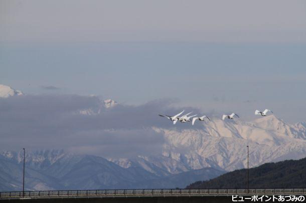 光橋上空で左旋回