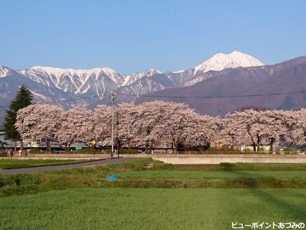 桜並木と蝶常念