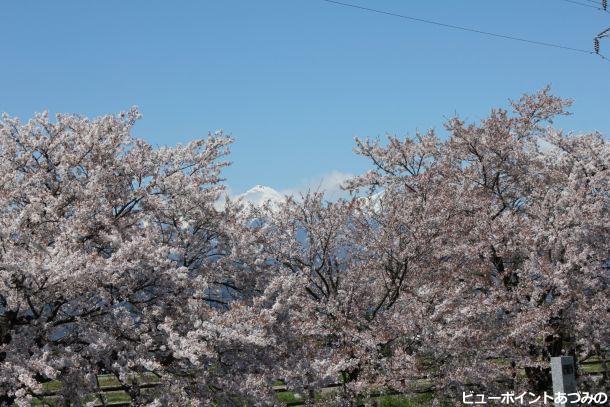 桜花を惜しむ常念岳