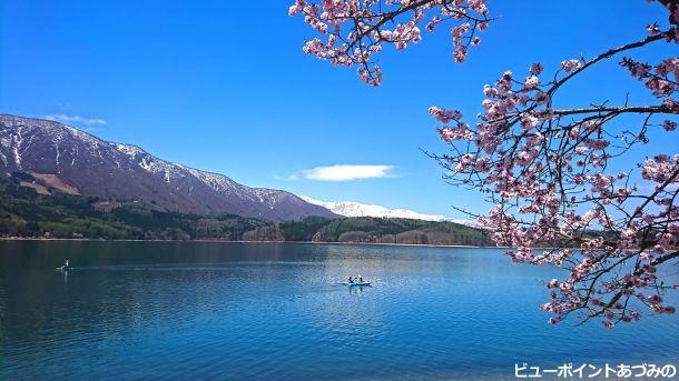 桜と青木湖
