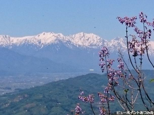 後立山連峰と桐の花