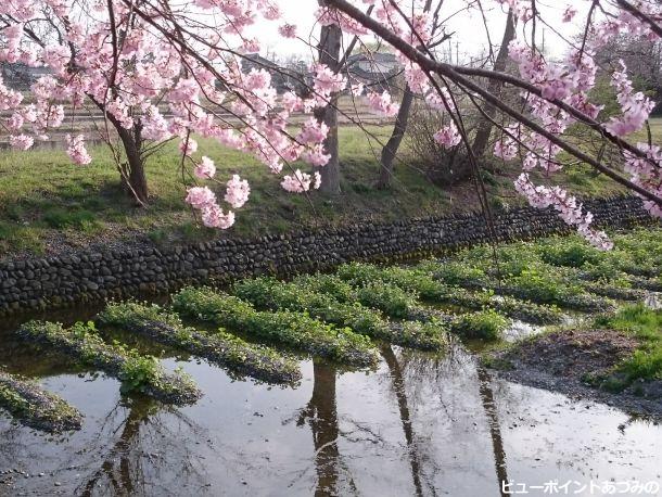 山葵と百楽桜