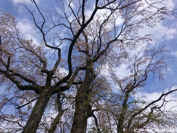 桜の大木のシルエット