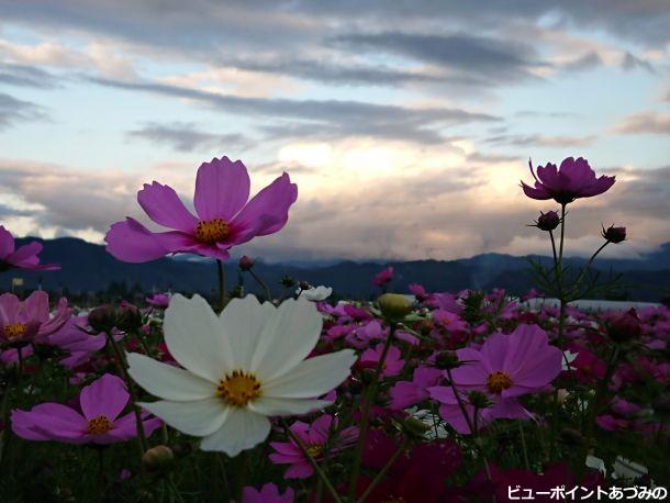 黄昏時の秋桜