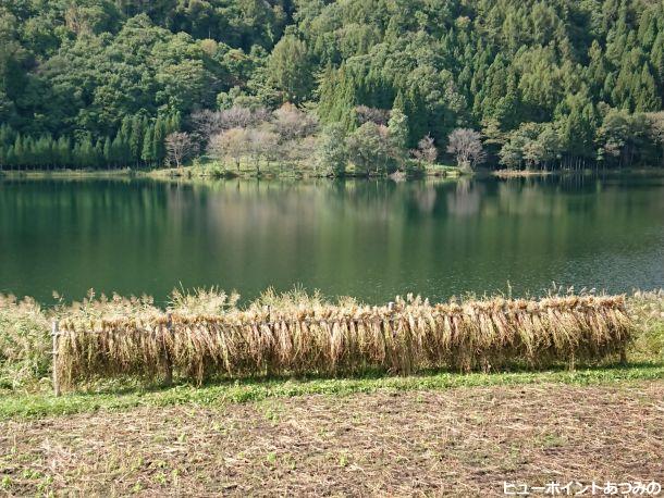 はぜ掛けと中綱湖