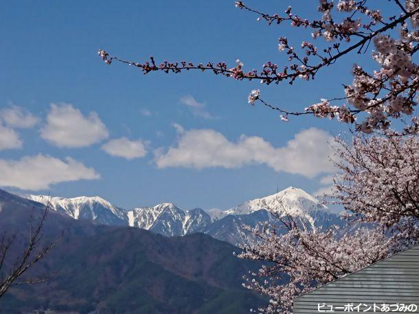 残雪の常念岳と桜