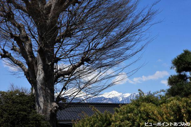 大きな欅と常念岳