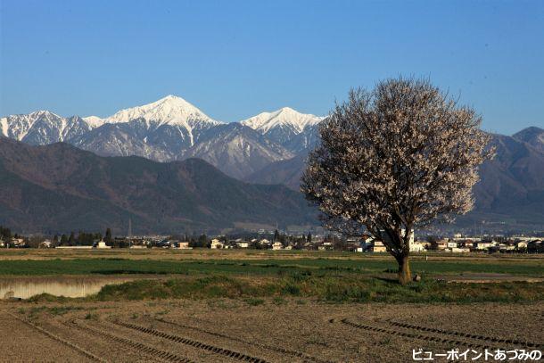 一本桜と常念岳