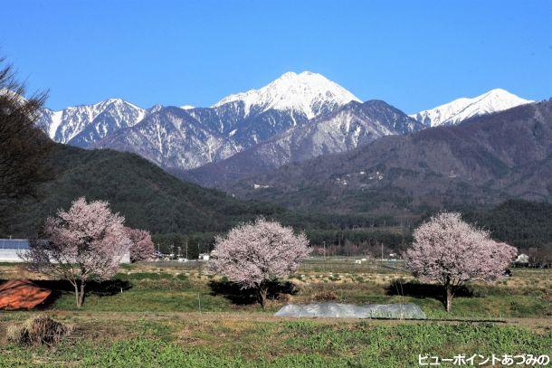 常念岳と三本桜