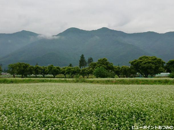 角蔵山と蕎麦畑
