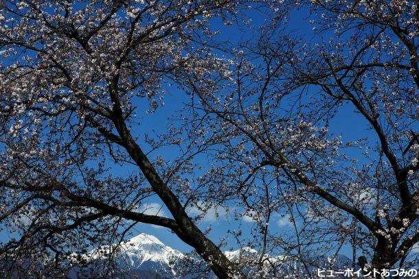 青空に桜と常念岳