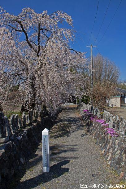 旧佛法寺の枝垂桜