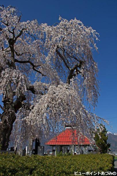 中堀薬師堂の枝垂桜