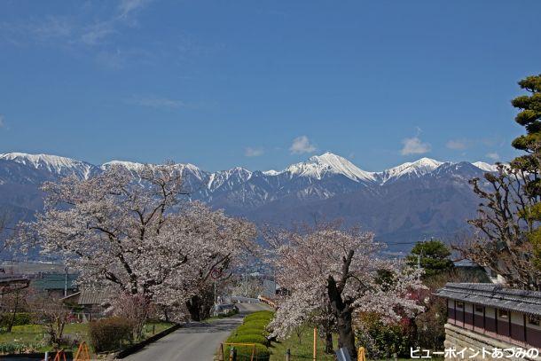 常念山系と桜