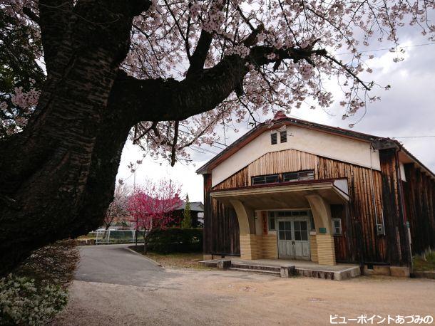 桜の古木と新屋公民館