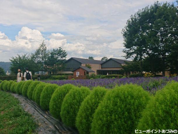 サルビアと美術館