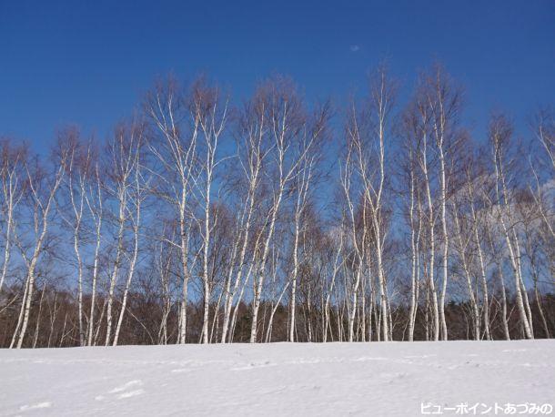 青空と白樺林