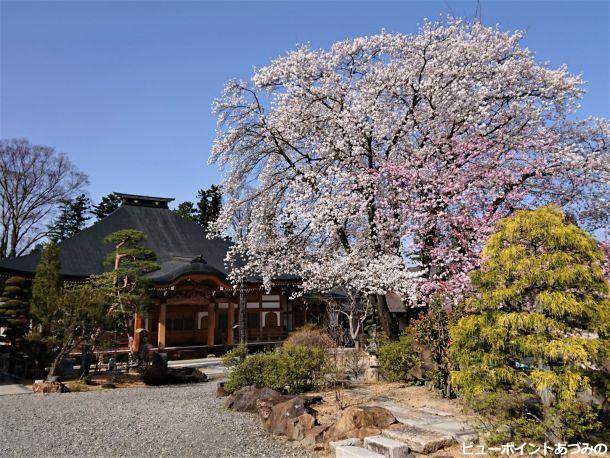 宗徳寺の枝垂桜