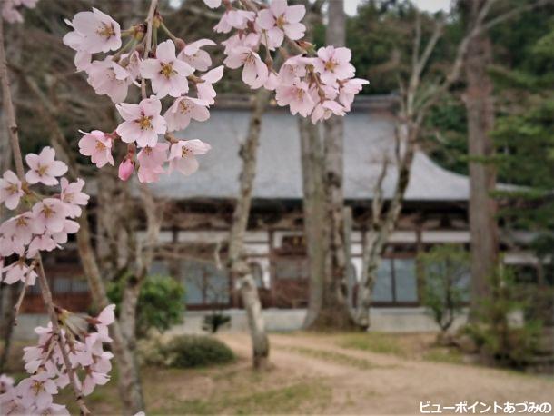 青原寺の桜
