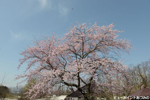 満開の百楽桜