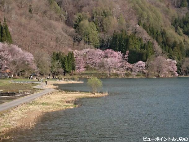 大山桜と中綱湖