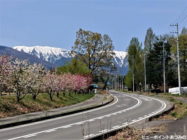 花桃と大滝山