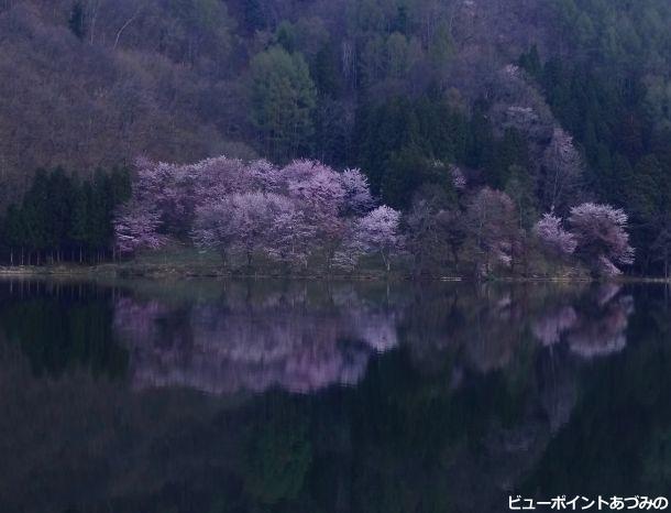 早朝の中綱湖と大山桜