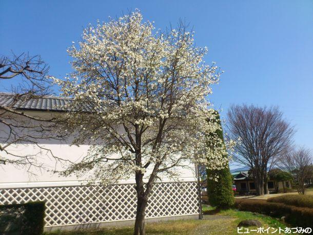 臼井吉見館のコブシ