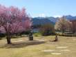 堀金中央公園の桜