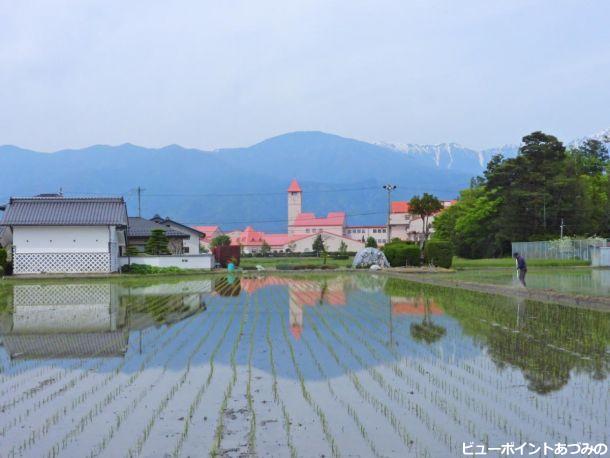 田に映える