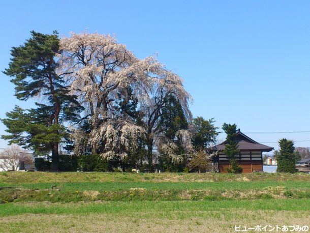 田尻不動堂の枝垂桜