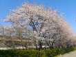 穂高西小の桜並木