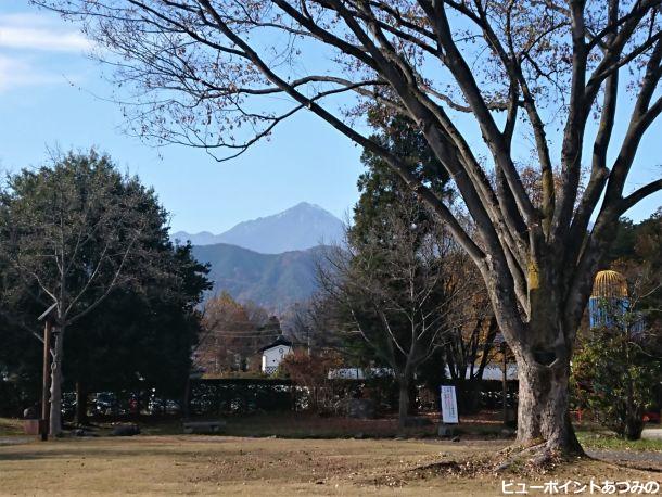 欅の大木と常念岳