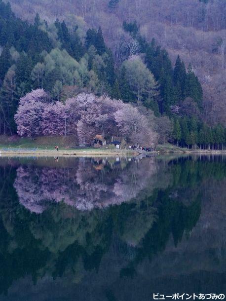 早朝の中綱湖と大山桜