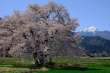 桜と常念岳