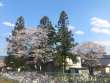 柏矢町駅の杉と桜