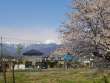 柏矢町駅の桜と常念岳