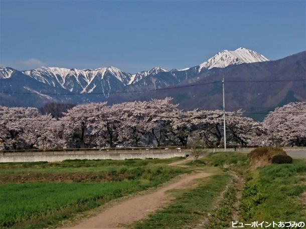 桜並木と常念岳