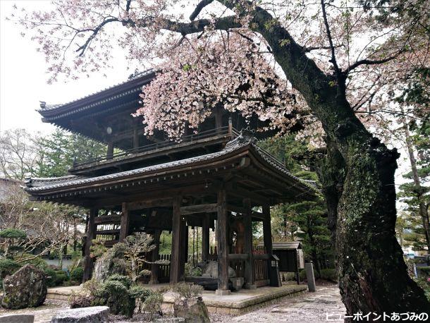 鐘楼門と桜